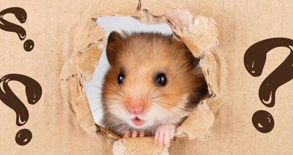 عکس کارت های همستر بیست و هفتم