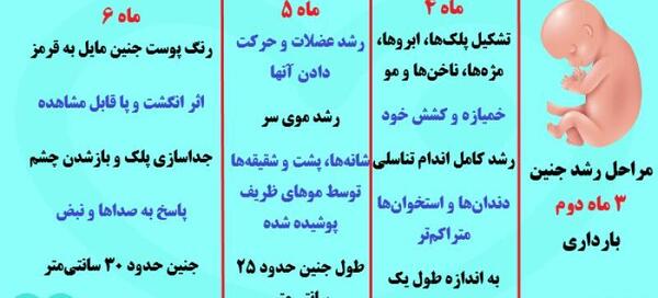 عکس جنین بیست و دو هفته
