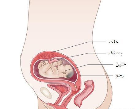 عکس جنین بیست و دو هفته