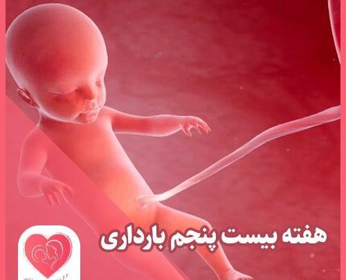 عکس جنین در بیست و هشت هفته