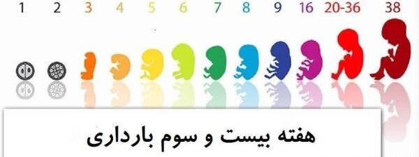 عکس جنین در هفته بیست و سوم بارداری