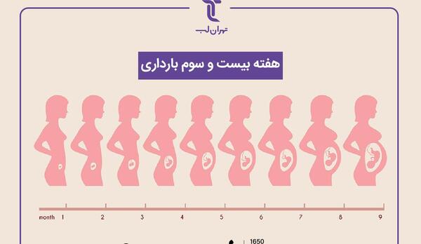 عکس جنین در هفته بیست و سوم بارداری