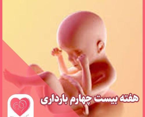 عکس جنین بیست چهار هفته