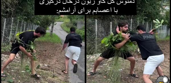 عکس ممد قلی گاوی