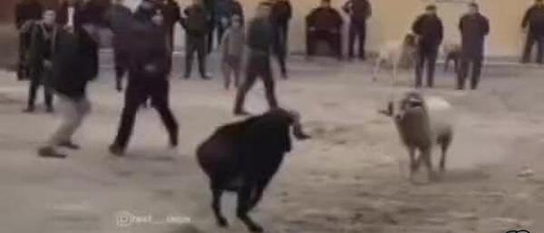 عکس ممد قلی گاوی
