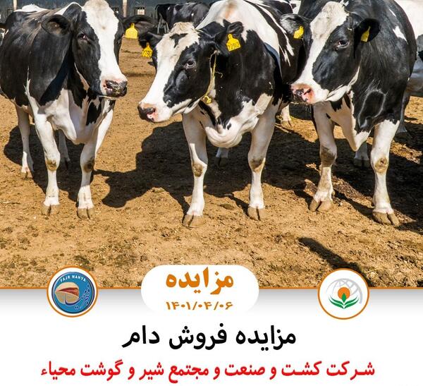 عکس ممد قلی خر گاو
