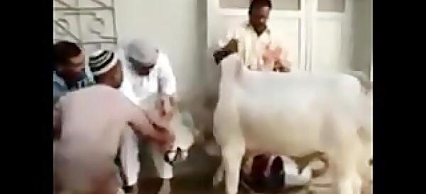 عکس ممد قلی خر گاو