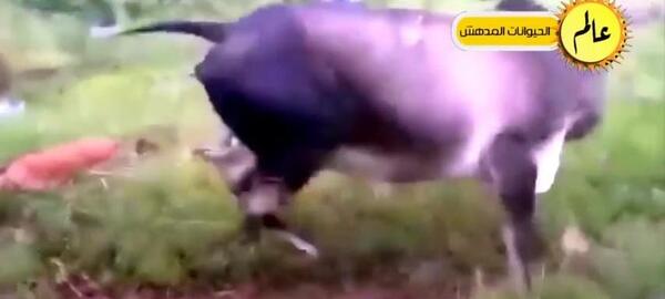 عکس ممد قلی مهربون گاو