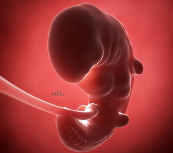 عکس ماه اول جنین