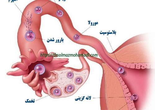 عکس ماه اول حاملگی