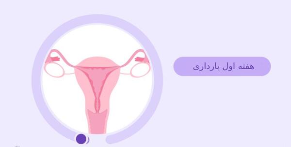 عکس ماه اول حاملگی