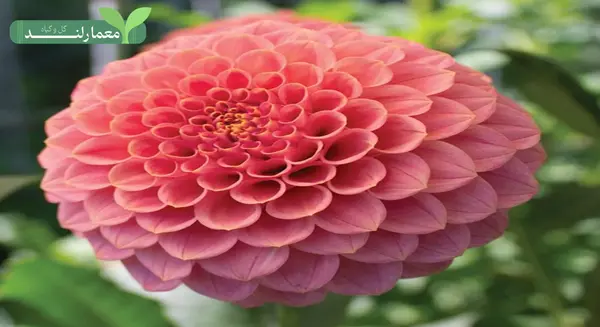 عکس گل دالیا