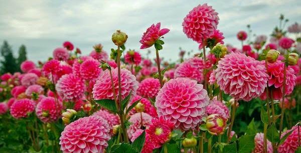 عکس گل دالیا