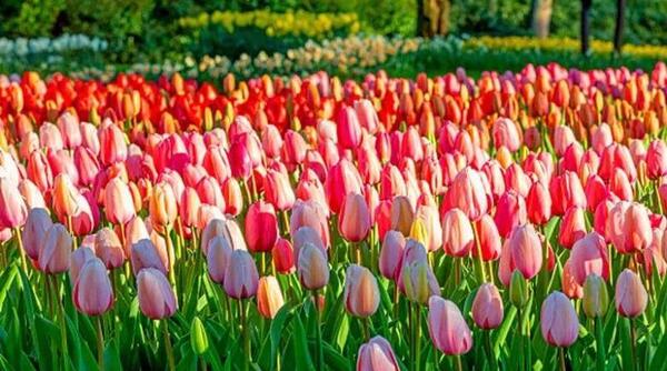 عکس گل دالیا