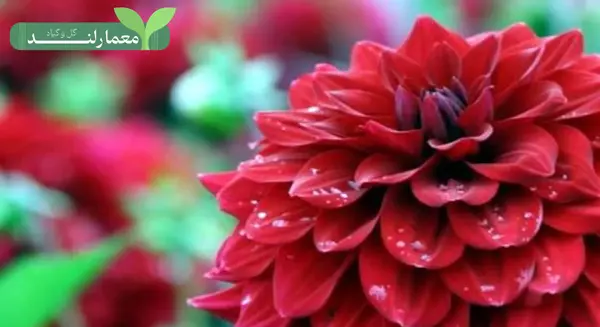 عکس گل دالیا