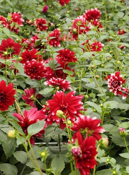 عکس گل دالیای سرخ