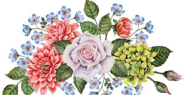 عکس گل دالیای سرخ