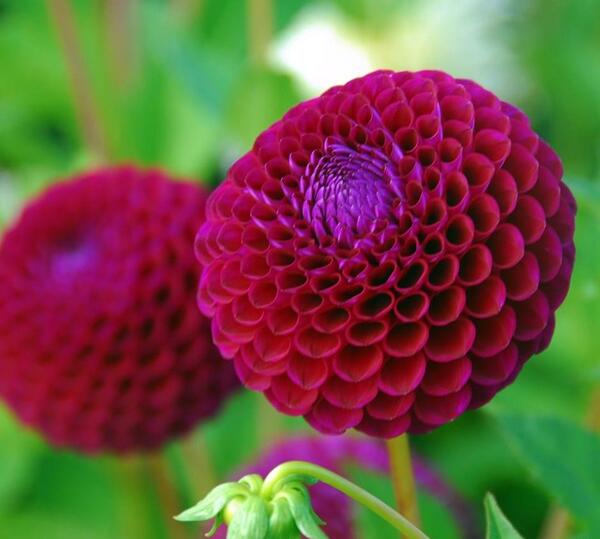 عکس گل دالیای سرخ