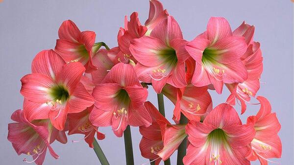 عکس گل دالیای سرخ