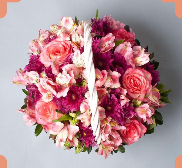 عکس گل دالیای سرخ