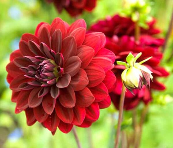 عکس گل دالیای سرخ