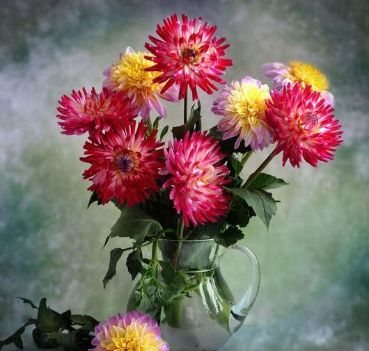 عکس گل دالیای سرخ