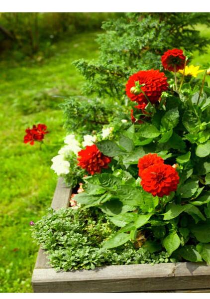 عکس گل دالیای سرخ