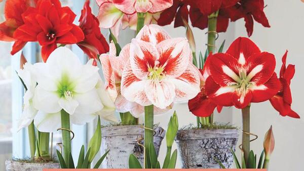 عکس گل دالیای سرخ