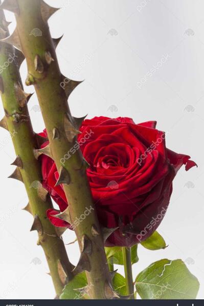 عکس گل دالیای سرخ