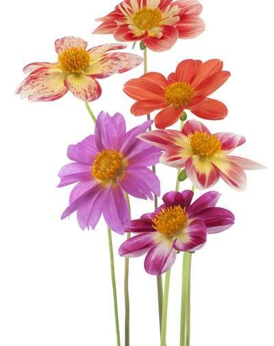 عکس گل دالیای سرخ