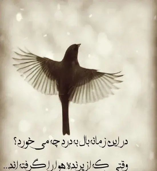 عکس رهایی پرنده از قفس