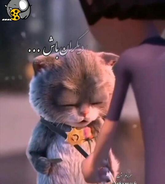 عکس گربه ی سیاه ممد قلی