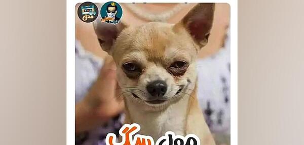 عکس ممد قلی سگ ترسناک