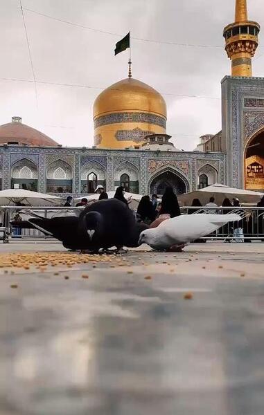 عکس خام کربلا برای ادیت
