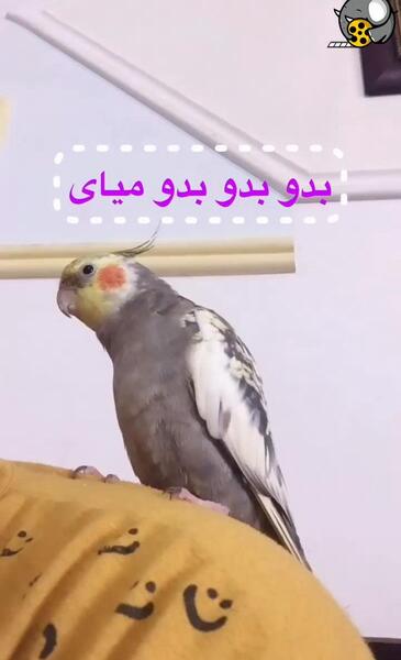 عکس های کیوت عروس هلندی
