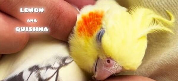 عکس های کیوت عروس هلندی