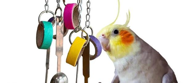 عکس های کیوت عروس هلندی