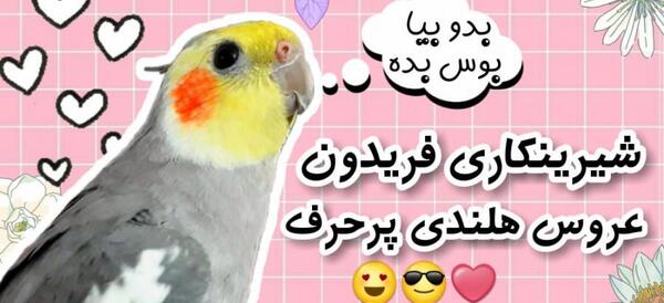 عکس کیوت از عروس هلندی