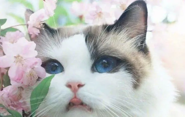عکس گربه های کیوت کارتونی