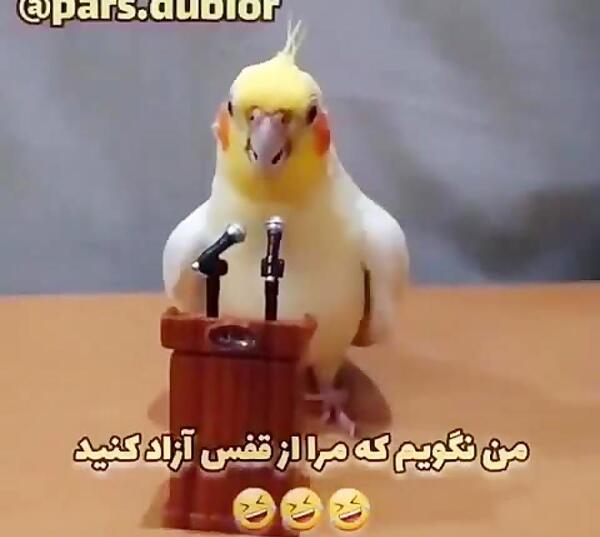 عکس نقاشی عروس هلندی کیوت