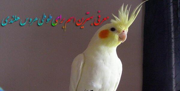 عکس نقاشی عروس هلندی کیوت