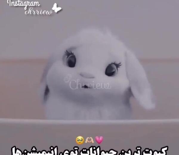 عکس کیوت حیوانی
