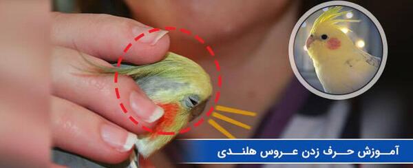 عکس فیلم حرف زدن عروس هلندی