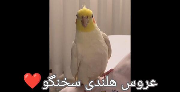 عکس فیلم حرف زدن عروس هلندی