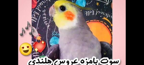 عکس فیلم حرف زدن عروس هلندی