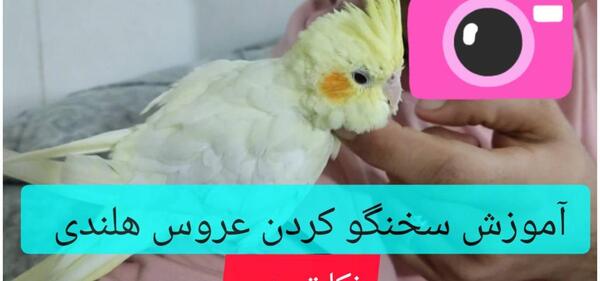 عکس فیلم حرف زدن عروس هلندی