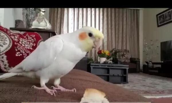 عکس فیلم حرف زدن عروس هلندی
