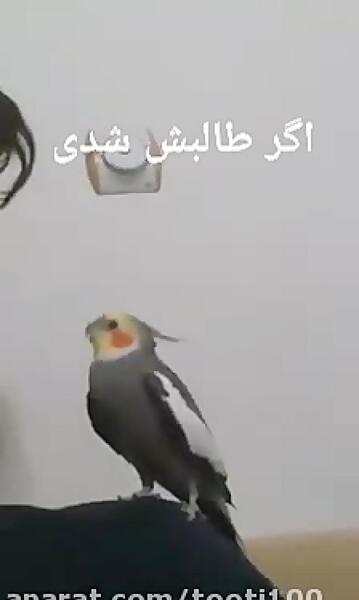 عکس فیلم حرف زدن عروس هلندی