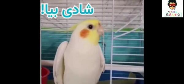 عکس فیلم حرف زدن عروس هلندی