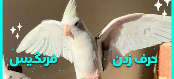 عکس فیلم حرف زدن عروس هلندی